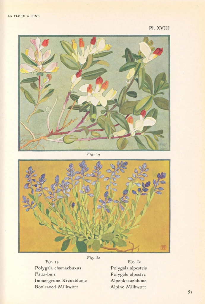 An illustration from La flore alpine, 1908, leaf 55