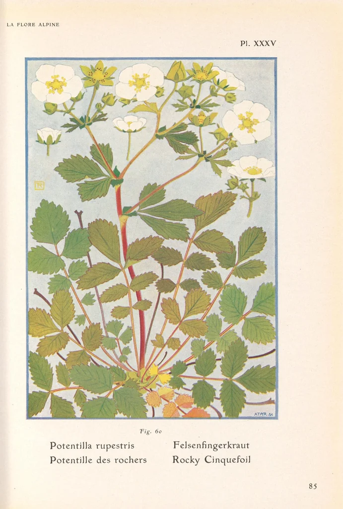 An illustration from La flore alpine, 1908, leaf 89
