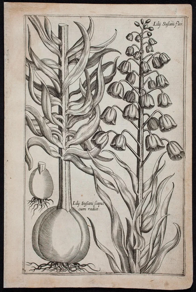 An illustration from Florilegium novum hoc est : variorum maximeque rariorum florum ac plantarum singularium unà cum suis radicibus & cepis, eicones diligenter in aere sculptae & ad vivum-ut plurimum expressae = New Blumbuch darinnen allerhand schöne Blumen und frembde Gewächs mit ihren Wurtzeln und Zwiebeln mehrer theils dem Leben nach in Kupffer fleissig gestochen zu sehen seind, 1611, leaf 11