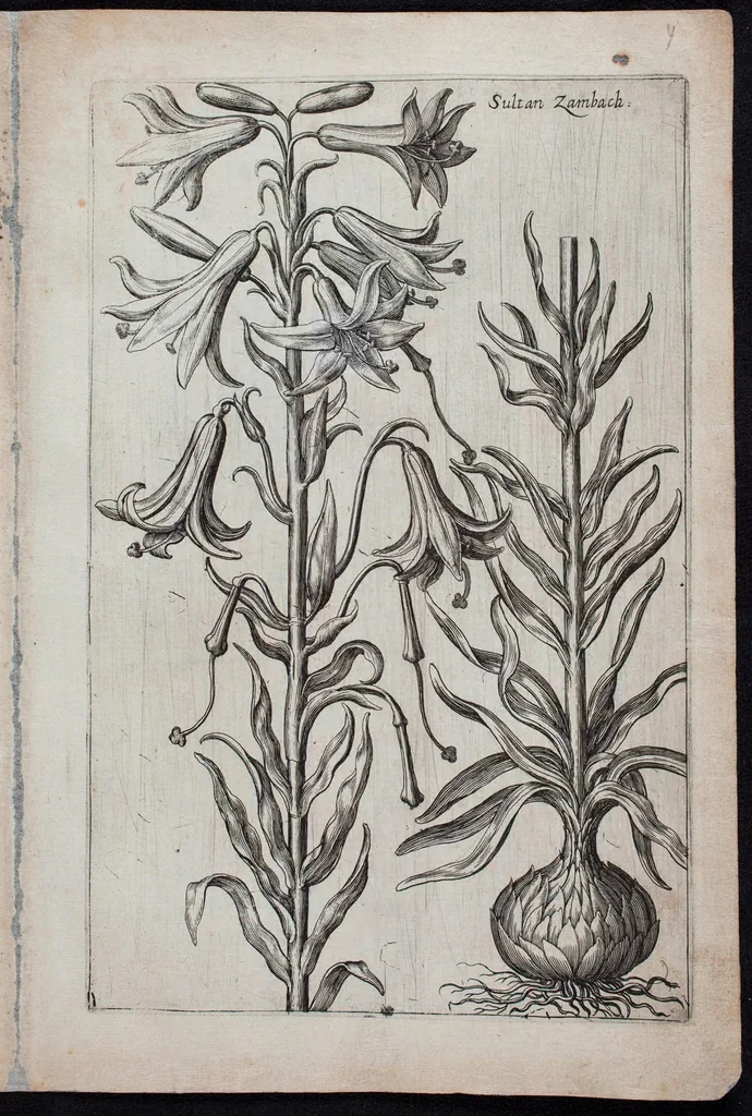 An illustration from Florilegium novum hoc est : variorum maximeque rariorum florum ac plantarum singularium unà cum suis radicibus & cepis, eicones diligenter in aere sculptae & ad vivum-ut plurimum expressae = New Blumbuch darinnen allerhand schöne Blumen und frembde Gewächs mit ihren Wurtzeln und Zwiebeln mehrer theils dem Leben nach in Kupffer fleissig gestochen zu sehen seind, 1611, leaf 13