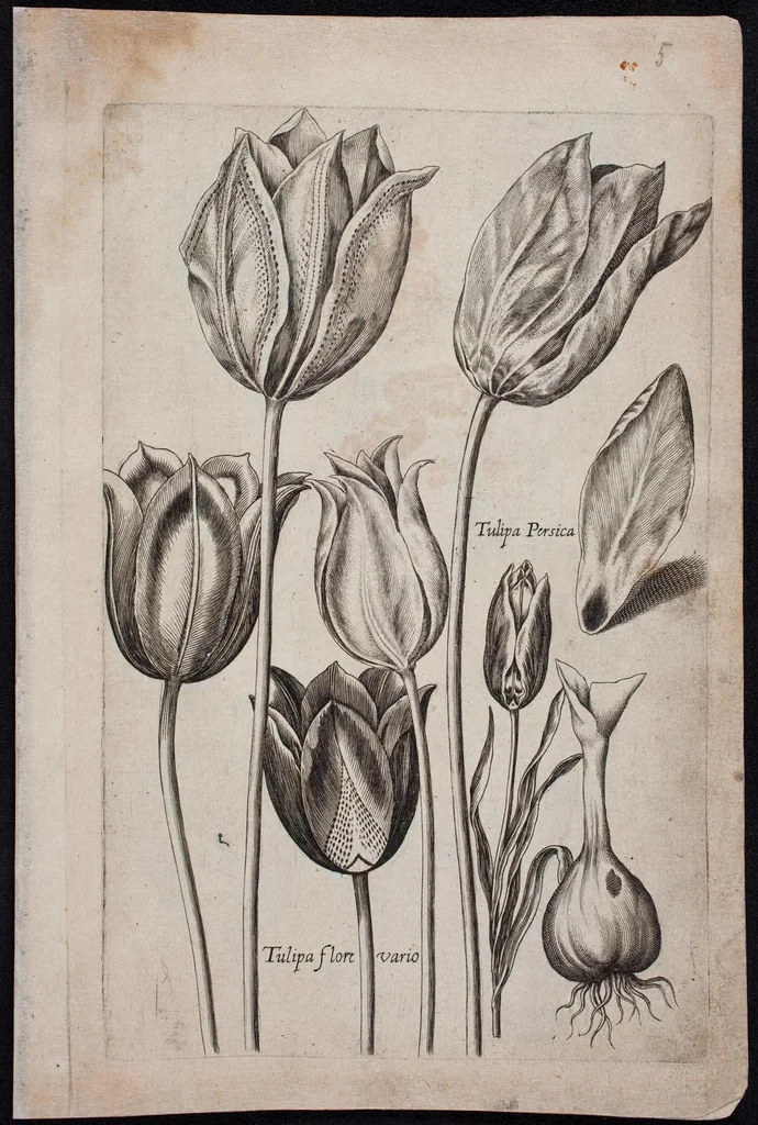 An illustration from Florilegium novum hoc est : variorum maximeque rariorum florum ac plantarum singularium unà cum suis radicibus & cepis, eicones diligenter in aere sculptae & ad vivum-ut plurimum expressae = New Blumbuch darinnen allerhand schöne Blumen und frembde Gewächs mit ihren Wurtzeln und Zwiebeln mehrer theils dem Leben nach in Kupffer fleissig gestochen zu sehen seind, 1611, leaf 15