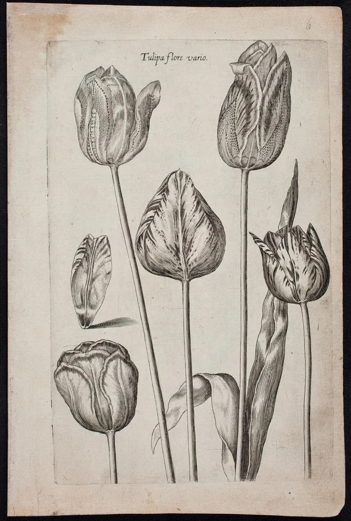 An illustration from Florilegium novum hoc est : variorum maximeque rariorum florum ac plantarum singularium unà cum suis radicibus & cepis, eicones diligenter in aere sculptae & ad vivum-ut plurimum expressae = New Blumbuch darinnen allerhand schöne Blumen und frembde Gewächs mit ihren Wurtzeln und Zwiebeln mehrer theils dem Leben nach in Kupffer fleissig gestochen zu sehen seind, 1611, leaf 17