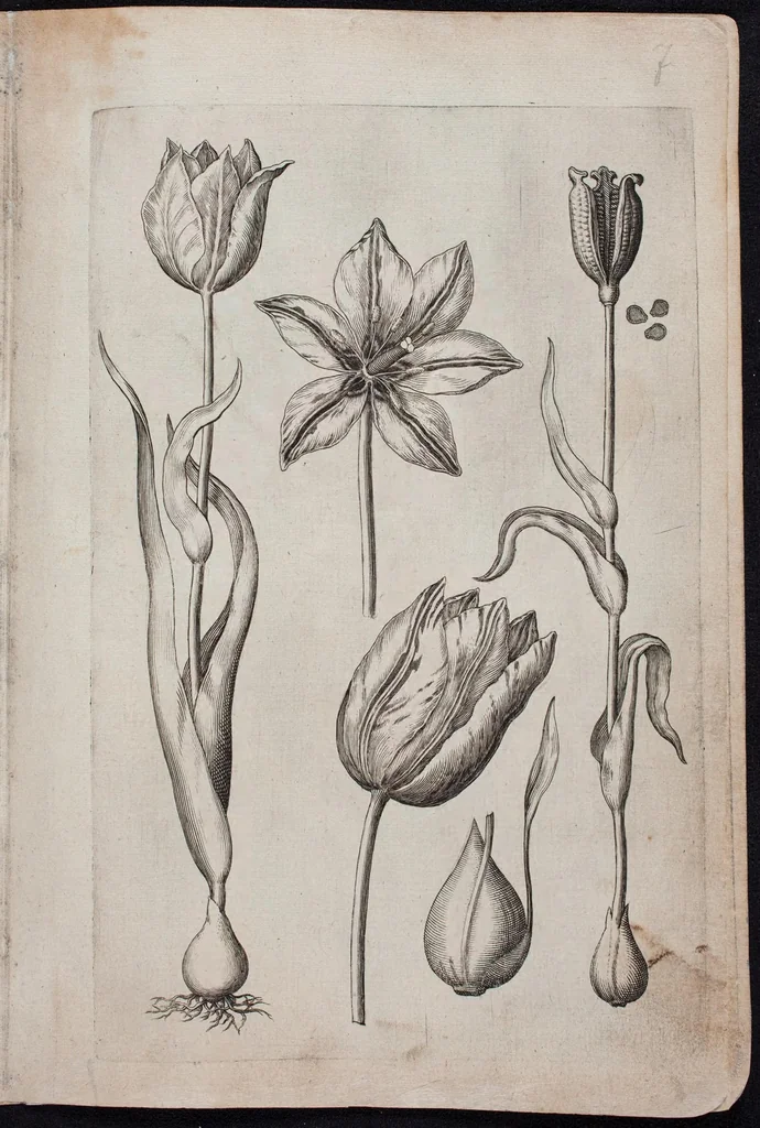 An illustration from Florilegium novum hoc est : variorum maximeque rariorum florum ac plantarum singularium unà cum suis radicibus & cepis, eicones diligenter in aere sculptae & ad vivum-ut plurimum expressae = New Blumbuch darinnen allerhand schöne Blumen und frembde Gewächs mit ihren Wurtzeln und Zwiebeln mehrer theils dem Leben nach in Kupffer fleissig gestochen zu sehen seind, 1611, leaf 19