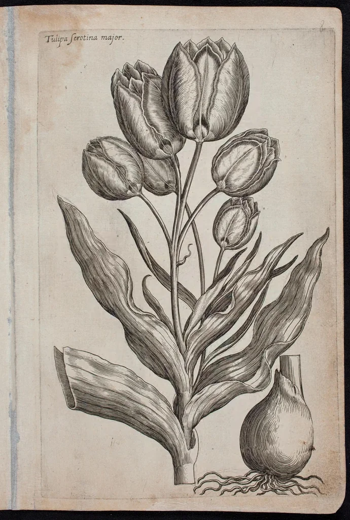 An illustration from Florilegium novum hoc est : variorum maximeque rariorum florum ac plantarum singularium unà cum suis radicibus & cepis, eicones diligenter in aere sculptae & ad vivum-ut plurimum expressae = New Blumbuch darinnen allerhand schöne Blumen und frembde Gewächs mit ihren Wurtzeln und Zwiebeln mehrer theils dem Leben nach in Kupffer fleissig gestochen zu sehen seind, 1611, leaf 21