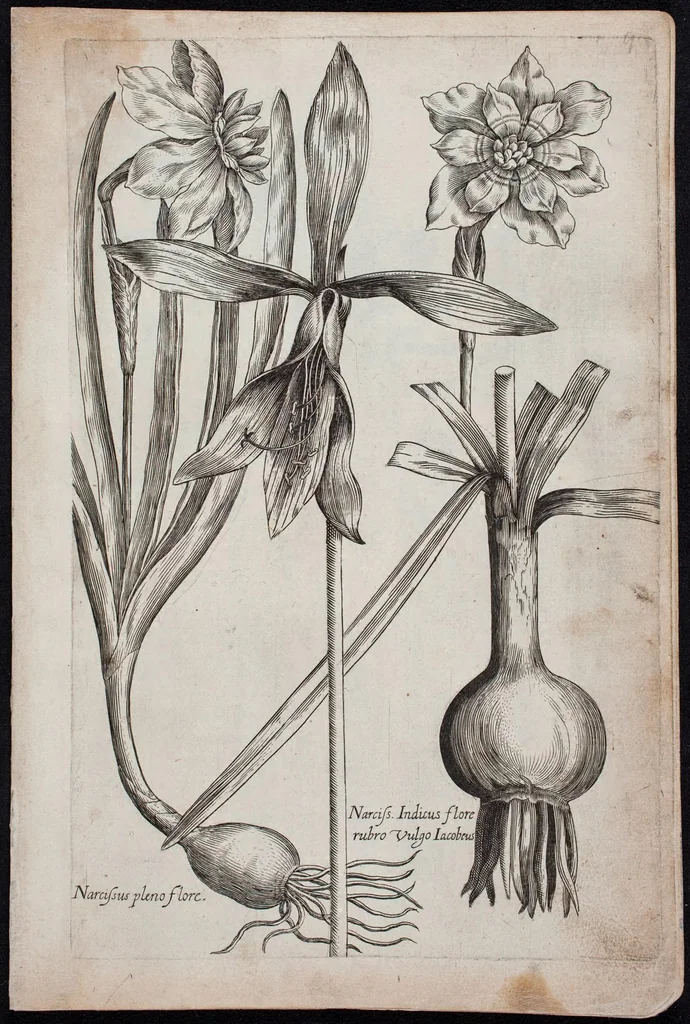 An illustration from Florilegium novum hoc est : variorum maximeque rariorum florum ac plantarum singularium unà cum suis radicibus & cepis, eicones diligenter in aere sculptae & ad vivum-ut plurimum expressae = New Blumbuch darinnen allerhand schöne Blumen und frembde Gewächs mit ihren Wurtzeln und Zwiebeln mehrer theils dem Leben nach in Kupffer fleissig gestochen zu sehen seind, 1611, leaf 23