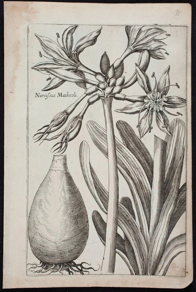 An illustration from Florilegium novum hoc est : variorum maximeque rariorum florum ac plantarum singularium unà cum suis radicibus & cepis, eicones diligenter in aere sculptae & ad vivum-ut plurimum expressae = New Blumbuch darinnen allerhand schöne Blumen und frembde Gewächs mit ihren Wurtzeln und Zwiebeln mehrer theils dem Leben nach in Kupffer fleissig gestochen zu sehen seind, 1611, leaf 25