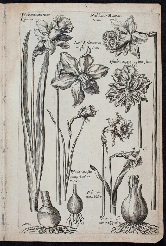 An illustration from Florilegium novum hoc est : variorum maximeque rariorum florum ac plantarum singularium unà cum suis radicibus & cepis, eicones diligenter in aere sculptae & ad vivum-ut plurimum expressae = New Blumbuch darinnen allerhand schöne Blumen und frembde Gewächs mit ihren Wurtzeln und Zwiebeln mehrer theils dem Leben nach in Kupffer fleissig gestochen zu sehen seind, 1611, leaf 27