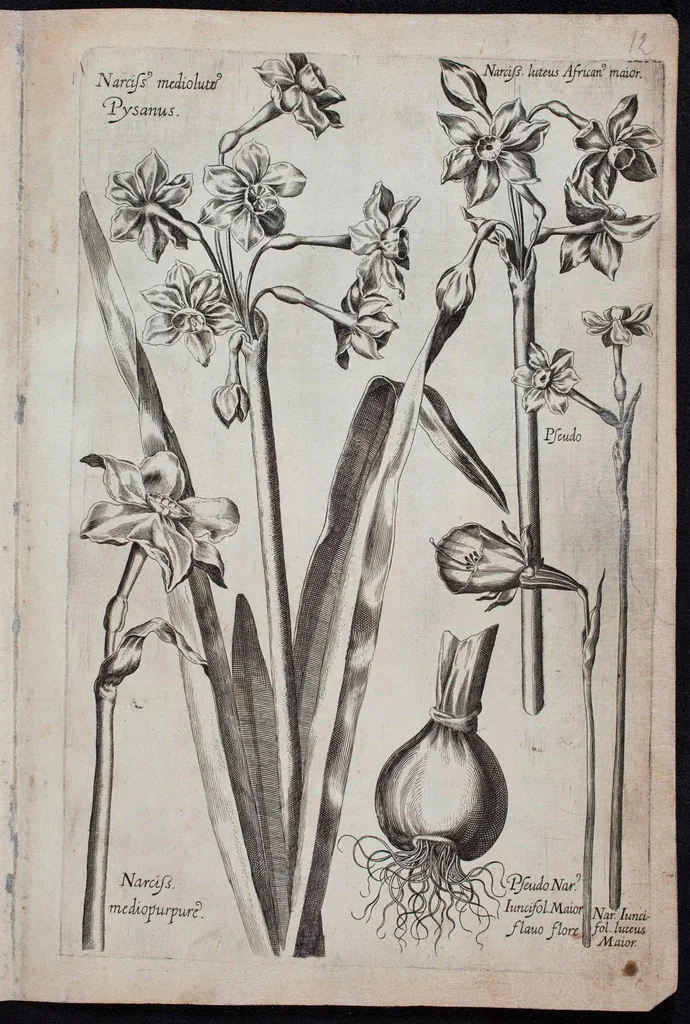 An illustration from Florilegium novum hoc est : variorum maximeque rariorum florum ac plantarum singularium unà cum suis radicibus & cepis, eicones diligenter in aere sculptae & ad vivum-ut plurimum expressae = New Blumbuch darinnen allerhand schöne Blumen und frembde Gewächs mit ihren Wurtzeln und Zwiebeln mehrer theils dem Leben nach in Kupffer fleissig gestochen zu sehen seind, 1611, leaf 29