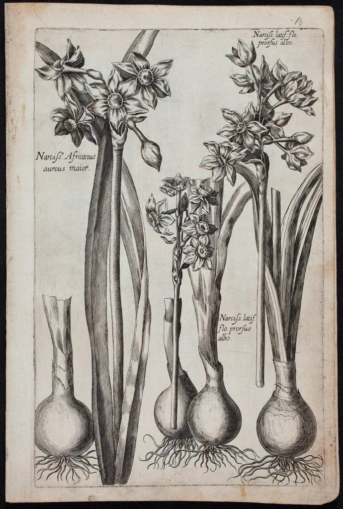 An illustration from Florilegium novum hoc est : variorum maximeque rariorum florum ac plantarum singularium unà cum suis radicibus & cepis, eicones diligenter in aere sculptae & ad vivum-ut plurimum expressae = New Blumbuch darinnen allerhand schöne Blumen und frembde Gewächs mit ihren Wurtzeln und Zwiebeln mehrer theils dem Leben nach in Kupffer fleissig gestochen zu sehen seind, 1611, leaf 31