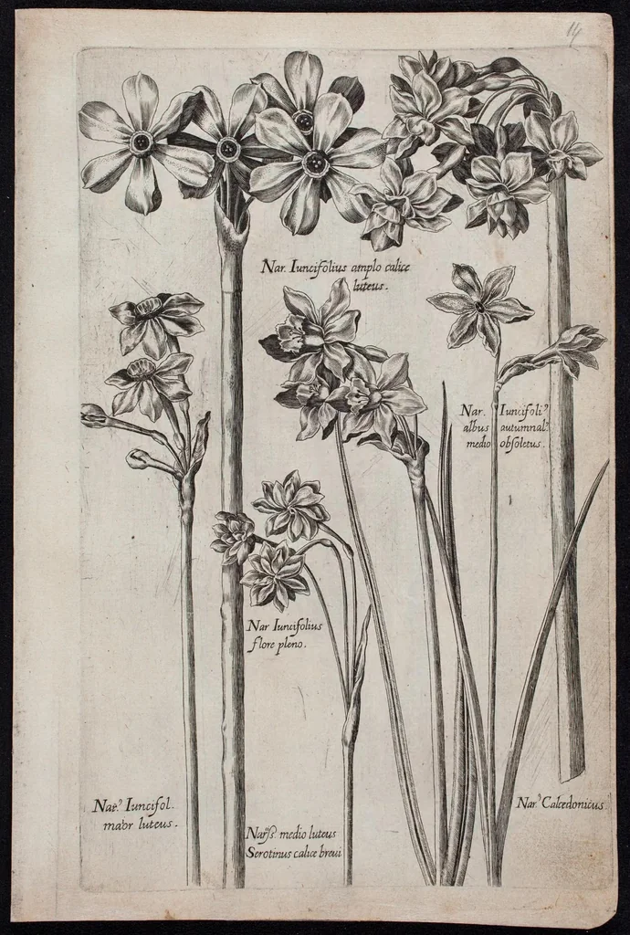 An illustration from Florilegium novum hoc est : variorum maximeque rariorum florum ac plantarum singularium unà cum suis radicibus & cepis, eicones diligenter in aere sculptae & ad vivum-ut plurimum expressae = New Blumbuch darinnen allerhand schöne Blumen und frembde Gewächs mit ihren Wurtzeln und Zwiebeln mehrer theils dem Leben nach in Kupffer fleissig gestochen zu sehen seind, 1611, leaf 33