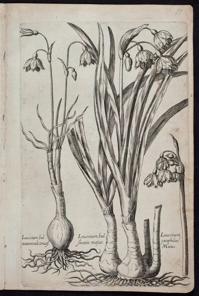 An illustration from Florilegium novum hoc est : variorum maximeque rariorum florum ac plantarum singularium unà cum suis radicibus & cepis, eicones diligenter in aere sculptae & ad vivum-ut plurimum expressae = New Blumbuch darinnen allerhand schöne Blumen und frembde Gewächs mit ihren Wurtzeln und Zwiebeln mehrer theils dem Leben nach in Kupffer fleissig gestochen zu sehen seind, 1611, leaf 35