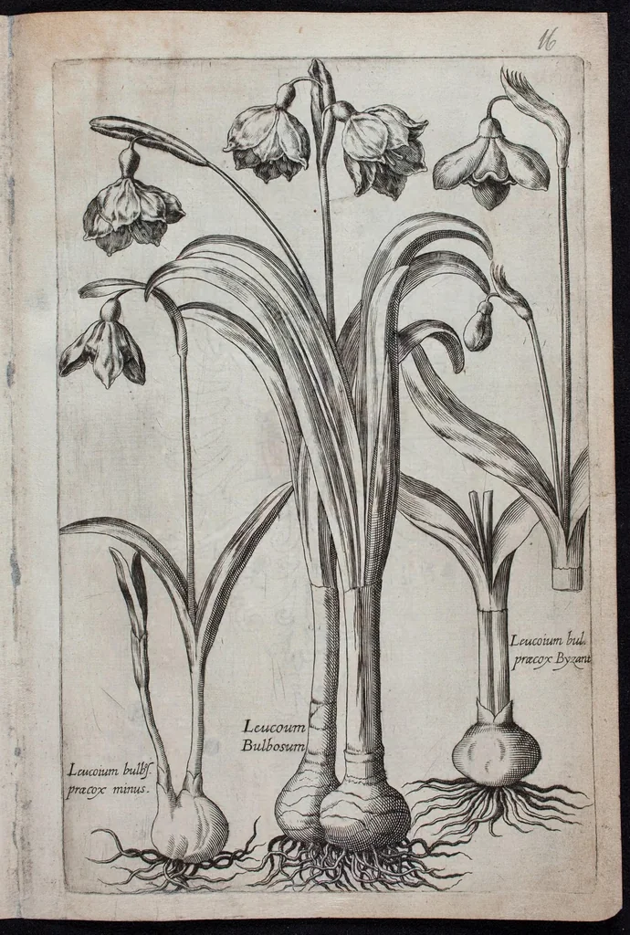 An illustration from Florilegium novum hoc est : variorum maximeque rariorum florum ac plantarum singularium unà cum suis radicibus & cepis, eicones diligenter in aere sculptae & ad vivum-ut plurimum expressae = New Blumbuch darinnen allerhand schöne Blumen und frembde Gewächs mit ihren Wurtzeln und Zwiebeln mehrer theils dem Leben nach in Kupffer fleissig gestochen zu sehen seind, 1611, leaf 37