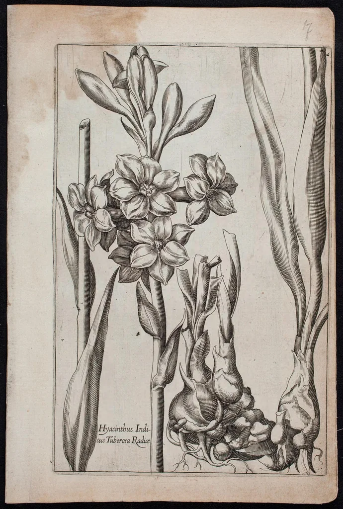 An illustration from Florilegium novum hoc est : variorum maximeque rariorum florum ac plantarum singularium unà cum suis radicibus & cepis, eicones diligenter in aere sculptae & ad vivum-ut plurimum expressae = New Blumbuch darinnen allerhand schöne Blumen und frembde Gewächs mit ihren Wurtzeln und Zwiebeln mehrer theils dem Leben nach in Kupffer fleissig gestochen zu sehen seind, 1611, leaf 39