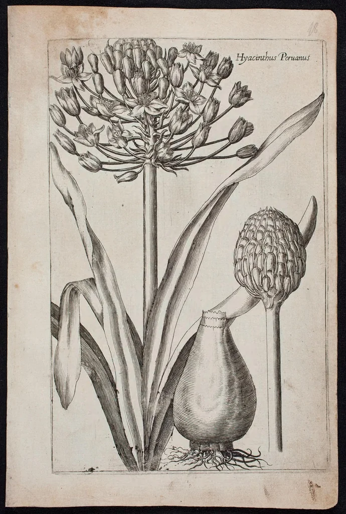An illustration from Florilegium novum hoc est : variorum maximeque rariorum florum ac plantarum singularium unà cum suis radicibus & cepis, eicones diligenter in aere sculptae & ad vivum-ut plurimum expressae = New Blumbuch darinnen allerhand schöne Blumen und frembde Gewächs mit ihren Wurtzeln und Zwiebeln mehrer theils dem Leben nach in Kupffer fleissig gestochen zu sehen seind, 1611, leaf 41