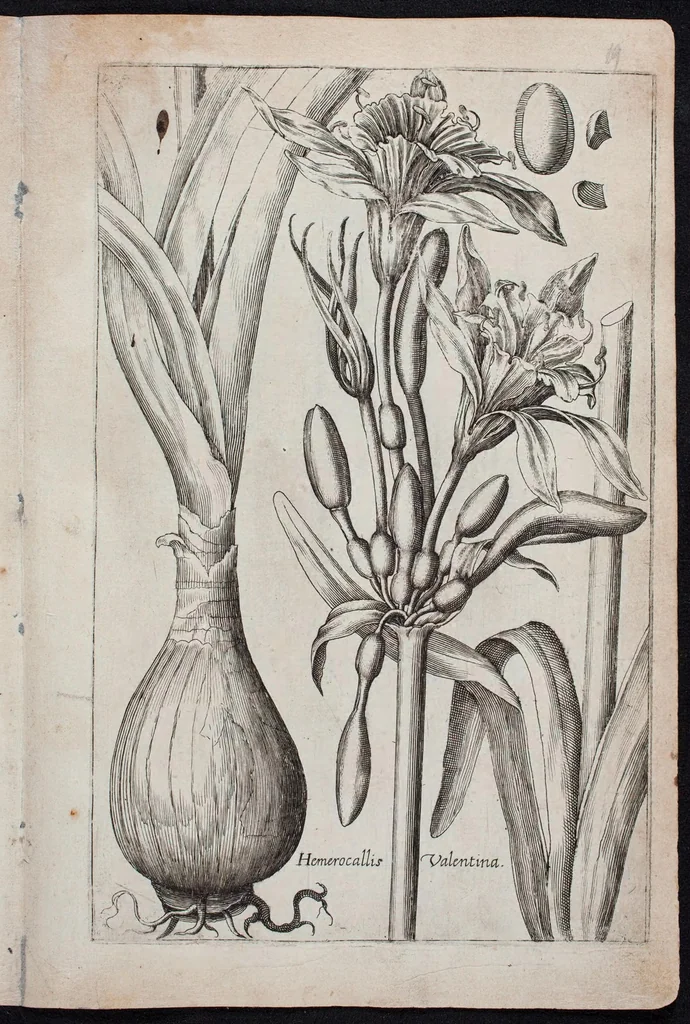An illustration from Florilegium novum hoc est : variorum maximeque rariorum florum ac plantarum singularium unà cum suis radicibus & cepis, eicones diligenter in aere sculptae & ad vivum-ut plurimum expressae = New Blumbuch darinnen allerhand schöne Blumen und frembde Gewächs mit ihren Wurtzeln und Zwiebeln mehrer theils dem Leben nach in Kupffer fleissig gestochen zu sehen seind, 1611, leaf 43