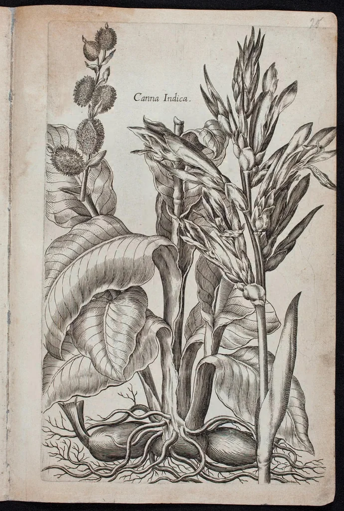An illustration from Florilegium novum hoc est : variorum maximeque rariorum florum ac plantarum singularium unà cum suis radicibus & cepis, eicones diligenter in aere sculptae & ad vivum-ut plurimum expressae = New Blumbuch darinnen allerhand schöne Blumen und frembde Gewächs mit ihren Wurtzeln und Zwiebeln mehrer theils dem Leben nach in Kupffer fleissig gestochen zu sehen seind, 1611, leaf 45