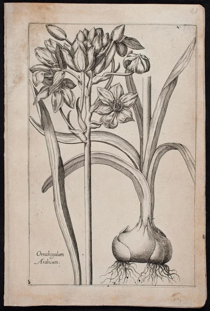 An illustration from Florilegium novum hoc est : variorum maximeque rariorum florum ac plantarum singularium unà cum suis radicibus & cepis, eicones diligenter in aere sculptae & ad vivum-ut plurimum expressae = New Blumbuch darinnen allerhand schöne Blumen und frembde Gewächs mit ihren Wurtzeln und Zwiebeln mehrer theils dem Leben nach in Kupffer fleissig gestochen zu sehen seind, 1611, leaf 47