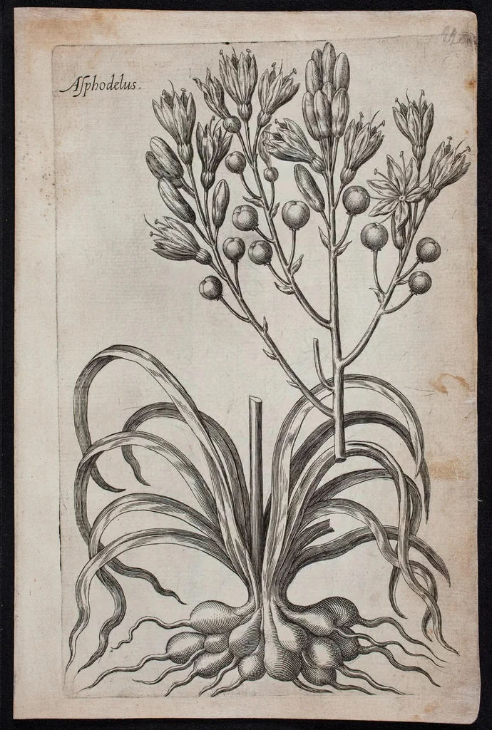An illustration from Florilegium novum hoc est : variorum maximeque rariorum florum ac plantarum singularium unà cum suis radicibus & cepis, eicones diligenter in aere sculptae & ad vivum-ut plurimum expressae = New Blumbuch darinnen allerhand schöne Blumen und frembde Gewächs mit ihren Wurtzeln und Zwiebeln mehrer theils dem Leben nach in Kupffer fleissig gestochen zu sehen seind, 1611, leaf 49
