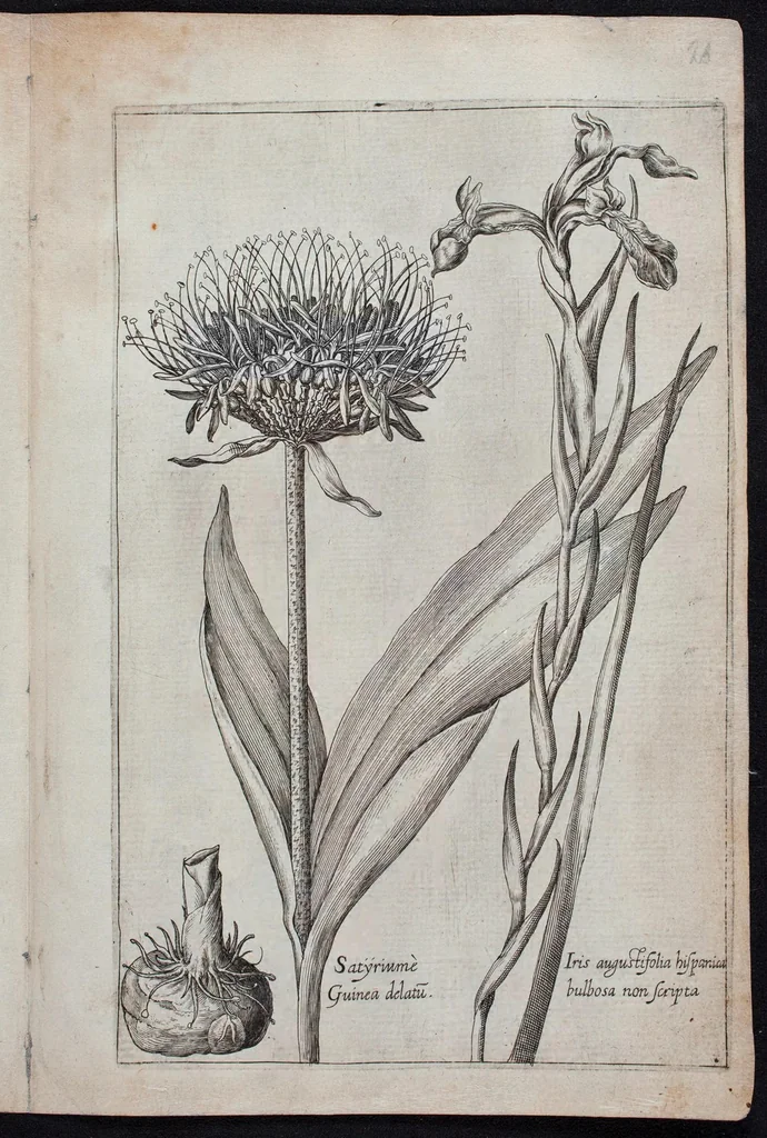 An illustration from Florilegium novum hoc est : variorum maximeque rariorum florum ac plantarum singularium unà cum suis radicibus & cepis, eicones diligenter in aere sculptae & ad vivum-ut plurimum expressae = New Blumbuch darinnen allerhand schöne Blumen und frembde Gewächs mit ihren Wurtzeln und Zwiebeln mehrer theils dem Leben nach in Kupffer fleissig gestochen zu sehen seind, 1611, leaf 51