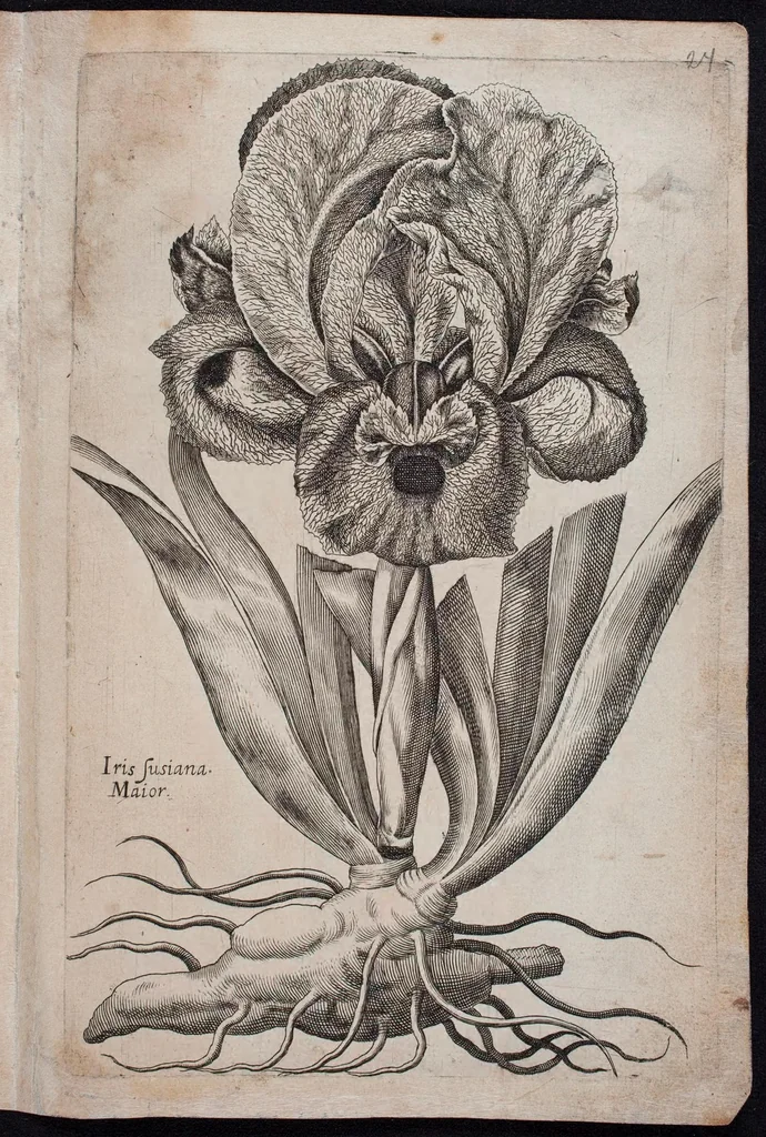 An illustration from Florilegium novum hoc est : variorum maximeque rariorum florum ac plantarum singularium unà cum suis radicibus & cepis, eicones diligenter in aere sculptae & ad vivum-ut plurimum expressae = New Blumbuch darinnen allerhand schöne Blumen und frembde Gewächs mit ihren Wurtzeln und Zwiebeln mehrer theils dem Leben nach in Kupffer fleissig gestochen zu sehen seind, 1611, leaf 53