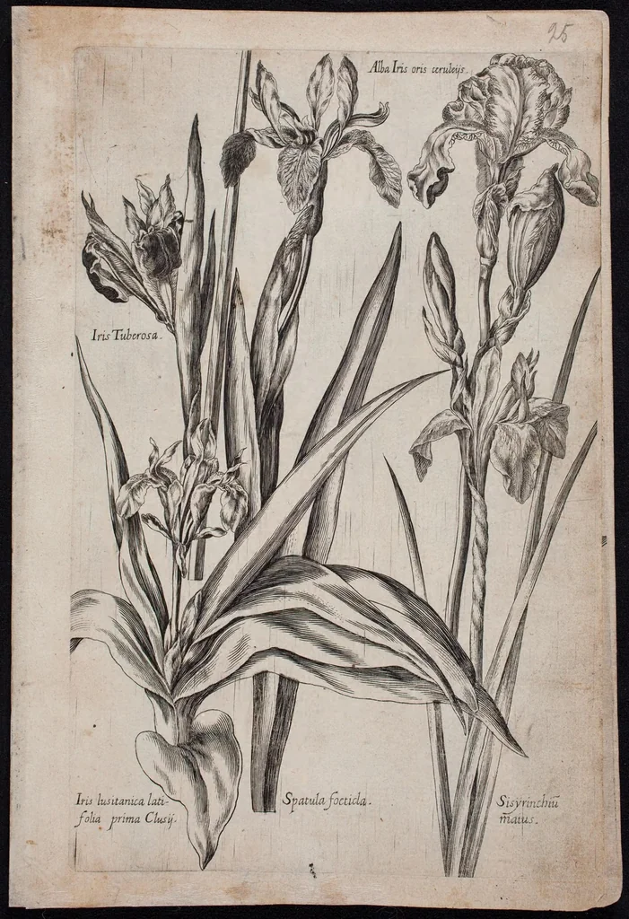 An illustration from Florilegium novum hoc est : variorum maximeque rariorum florum ac plantarum singularium unà cum suis radicibus & cepis, eicones diligenter in aere sculptae & ad vivum-ut plurimum expressae = New Blumbuch darinnen allerhand schöne Blumen und frembde Gewächs mit ihren Wurtzeln und Zwiebeln mehrer theils dem Leben nach in Kupffer fleissig gestochen zu sehen seind, 1611, leaf 55