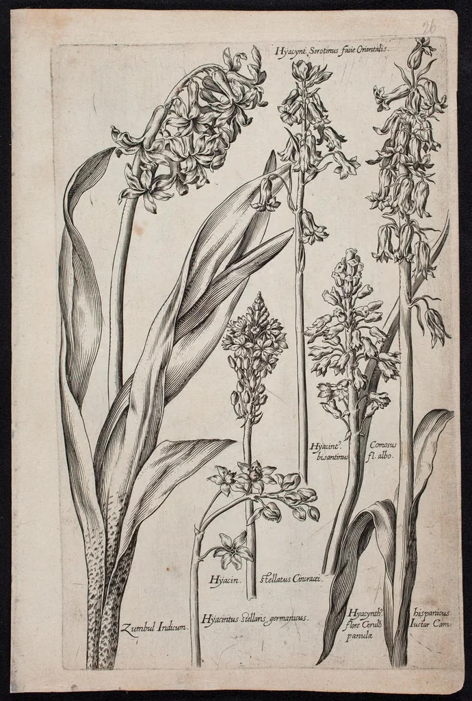 An illustration from Florilegium novum hoc est : variorum maximeque rariorum florum ac plantarum singularium unà cum suis radicibus & cepis, eicones diligenter in aere sculptae & ad vivum-ut plurimum expressae = New Blumbuch darinnen allerhand schöne Blumen und frembde Gewächs mit ihren Wurtzeln und Zwiebeln mehrer theils dem Leben nach in Kupffer fleissig gestochen zu sehen seind, 1611, leaf 57