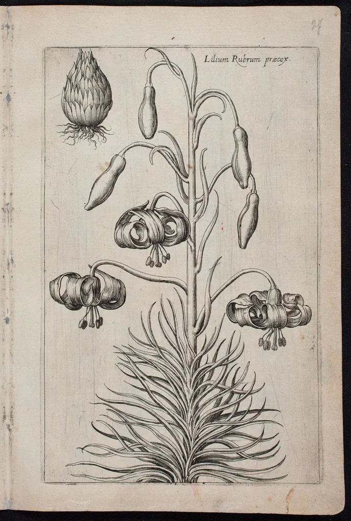 An illustration from Florilegium novum hoc est : variorum maximeque rariorum florum ac plantarum singularium unà cum suis radicibus & cepis, eicones diligenter in aere sculptae & ad vivum-ut plurimum expressae = New Blumbuch darinnen allerhand schöne Blumen und frembde Gewächs mit ihren Wurtzeln und Zwiebeln mehrer theils dem Leben nach in Kupffer fleissig gestochen zu sehen seind, 1611, leaf 59