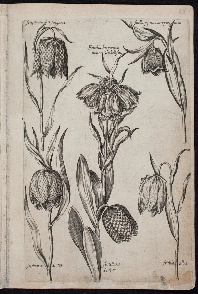 An illustration from Florilegium novum hoc est : variorum maximeque rariorum florum ac plantarum singularium unà cum suis radicibus & cepis, eicones diligenter in aere sculptae & ad vivum-ut plurimum expressae = New Blumbuch darinnen allerhand schöne Blumen und frembde Gewächs mit ihren Wurtzeln und Zwiebeln mehrer theils dem Leben nach in Kupffer fleissig gestochen zu sehen seind, 1611, leaf 61