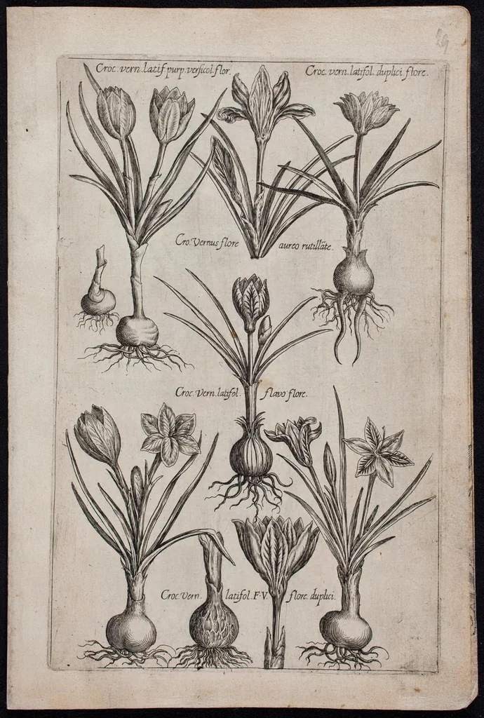 An illustration from Florilegium novum hoc est : variorum maximeque rariorum florum ac plantarum singularium unà cum suis radicibus & cepis, eicones diligenter in aere sculptae & ad vivum-ut plurimum expressae = New Blumbuch darinnen allerhand schöne Blumen und frembde Gewächs mit ihren Wurtzeln und Zwiebeln mehrer theils dem Leben nach in Kupffer fleissig gestochen zu sehen seind, 1611, leaf 63