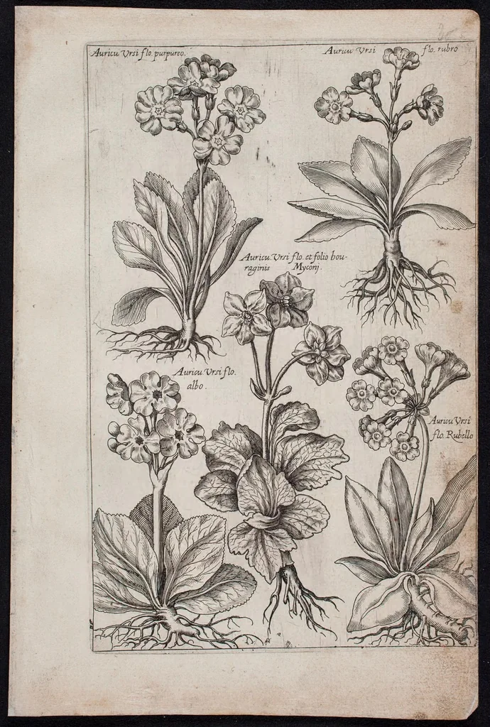 An illustration from Florilegium novum hoc est : variorum maximeque rariorum florum ac plantarum singularium unà cum suis radicibus & cepis, eicones diligenter in aere sculptae & ad vivum-ut plurimum expressae = New Blumbuch darinnen allerhand schöne Blumen und frembde Gewächs mit ihren Wurtzeln und Zwiebeln mehrer theils dem Leben nach in Kupffer fleissig gestochen zu sehen seind, 1611, leaf 65