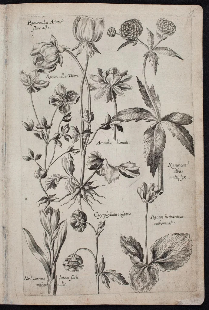 An illustration from Florilegium novum hoc est : variorum maximeque rariorum florum ac plantarum singularium unà cum suis radicibus & cepis, eicones diligenter in aere sculptae & ad vivum-ut plurimum expressae = New Blumbuch darinnen allerhand schöne Blumen und frembde Gewächs mit ihren Wurtzeln und Zwiebeln mehrer theils dem Leben nach in Kupffer fleissig gestochen zu sehen seind, 1611, leaf 69