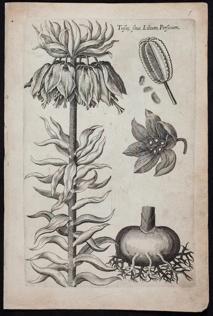 An illustration from Florilegium novum hoc est : variorum maximeque rariorum florum ac plantarum singularium unà cum suis radicibus & cepis, eicones diligenter in aere sculptae & ad vivum-ut plurimum expressae = New Blumbuch darinnen allerhand schöne Blumen und frembde Gewächs mit ihren Wurtzeln und Zwiebeln mehrer theils dem Leben nach in Kupffer fleissig gestochen zu sehen seind, 1611, leaf 7