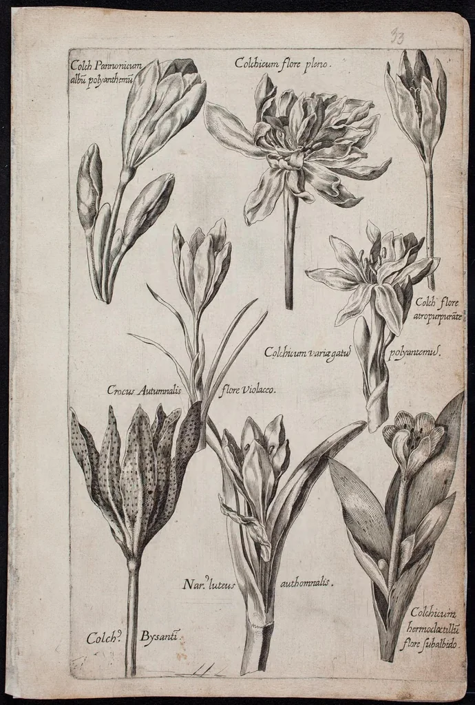 An illustration from Florilegium novum hoc est : variorum maximeque rariorum florum ac plantarum singularium unà cum suis radicibus & cepis, eicones diligenter in aere sculptae & ad vivum-ut plurimum expressae = New Blumbuch darinnen allerhand schöne Blumen und frembde Gewächs mit ihren Wurtzeln und Zwiebeln mehrer theils dem Leben nach in Kupffer fleissig gestochen zu sehen seind, 1611, leaf 71