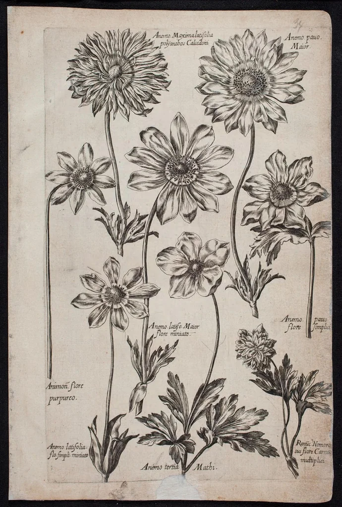 An illustration from Florilegium novum hoc est : variorum maximeque rariorum florum ac plantarum singularium unà cum suis radicibus & cepis, eicones diligenter in aere sculptae & ad vivum-ut plurimum expressae = New Blumbuch darinnen allerhand schöne Blumen und frembde Gewächs mit ihren Wurtzeln und Zwiebeln mehrer theils dem Leben nach in Kupffer fleissig gestochen zu sehen seind, 1611, leaf 73