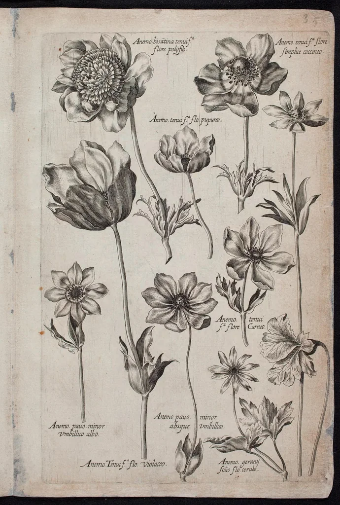An illustration from Florilegium novum hoc est : variorum maximeque rariorum florum ac plantarum singularium unà cum suis radicibus & cepis, eicones diligenter in aere sculptae & ad vivum-ut plurimum expressae = New Blumbuch darinnen allerhand schöne Blumen und frembde Gewächs mit ihren Wurtzeln und Zwiebeln mehrer theils dem Leben nach in Kupffer fleissig gestochen zu sehen seind, 1611, leaf 75