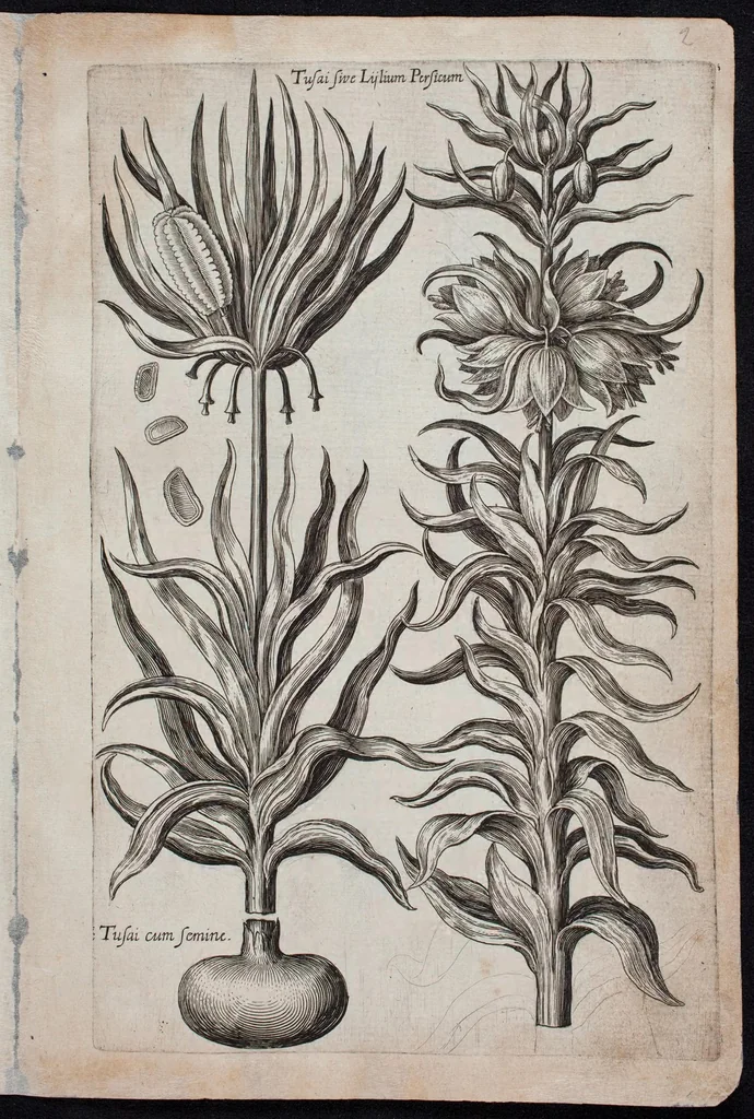 An illustration from Florilegium novum hoc est : variorum maximeque rariorum florum ac plantarum singularium unà cum suis radicibus & cepis, eicones diligenter in aere sculptae & ad vivum-ut plurimum expressae = New Blumbuch darinnen allerhand schöne Blumen und frembde Gewächs mit ihren Wurtzeln und Zwiebeln mehrer theils dem Leben nach in Kupffer fleissig gestochen zu sehen seind, 1611, leaf 9