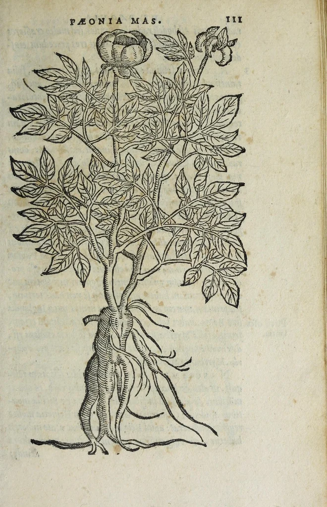 An illustration from Florvm, et coronariarvm odoratarvmqve nonnvllarvm herbarvm historia, 1568, leaf 115
