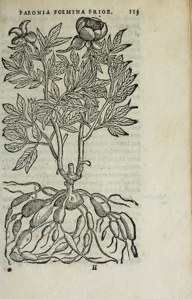 An illustration from Florvm, et coronariarvm odoratarvmqve nonnvllarvm herbarvm historia, 1568, leaf 117