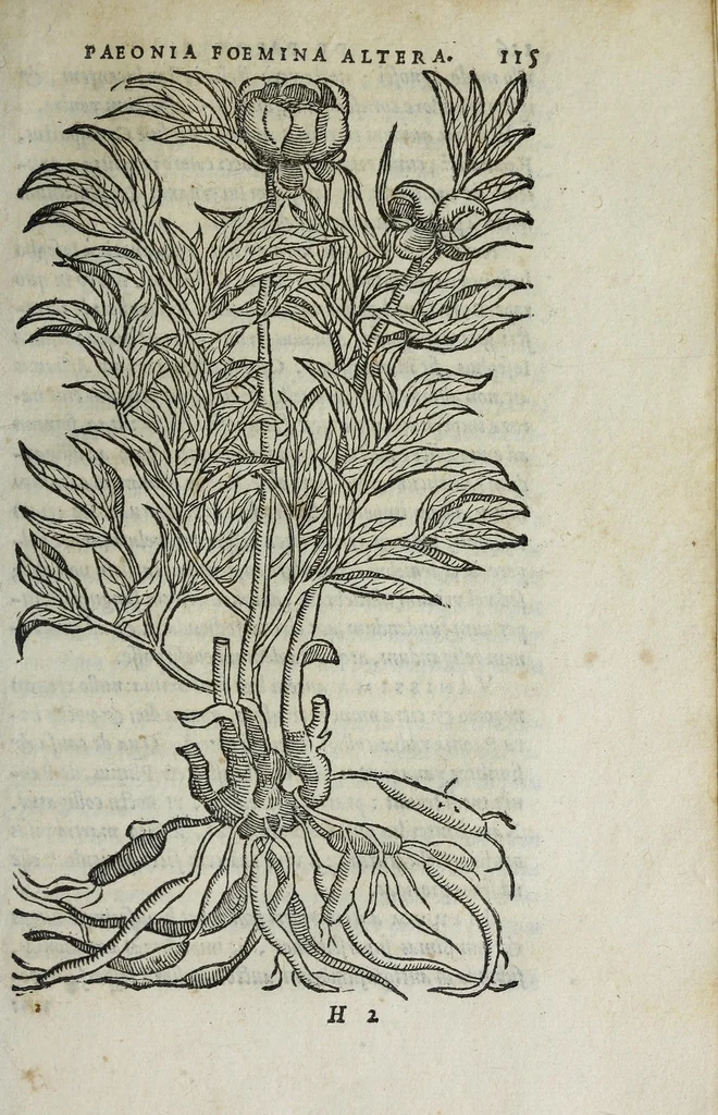 An illustration from Florvm, et coronariarvm odoratarvmqve nonnvllarvm herbarvm historia, 1568, leaf 119