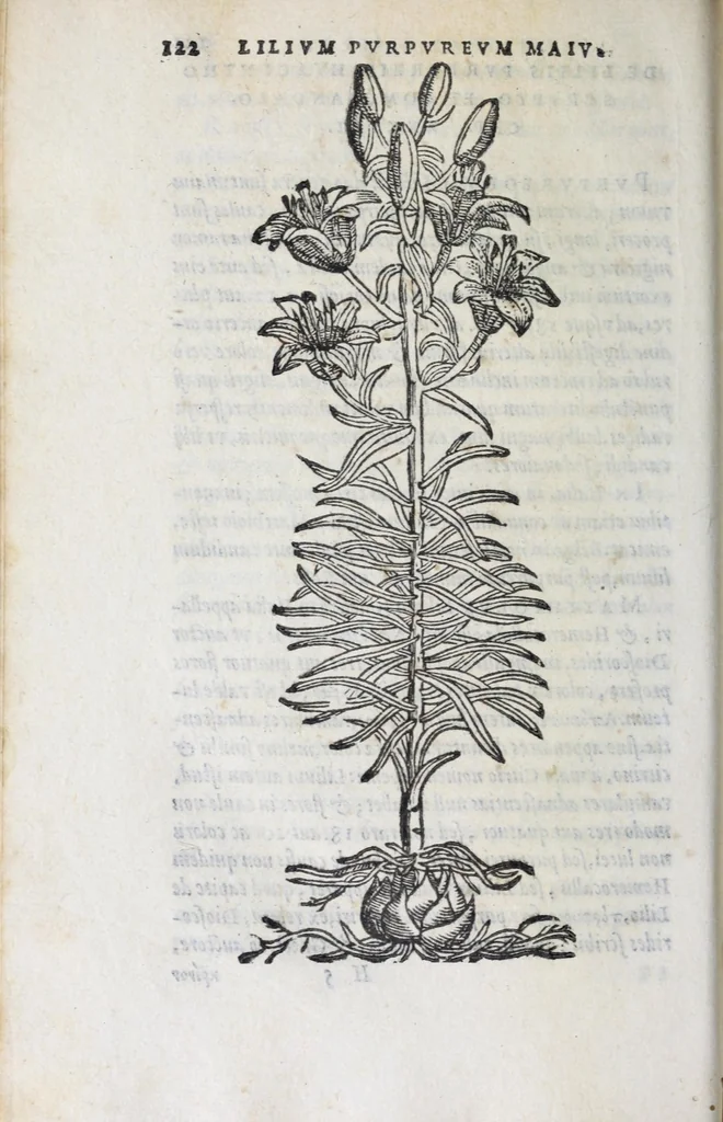 An illustration from Florvm, et coronariarvm odoratarvmqve nonnvllarvm herbarvm historia, 1568, leaf 126