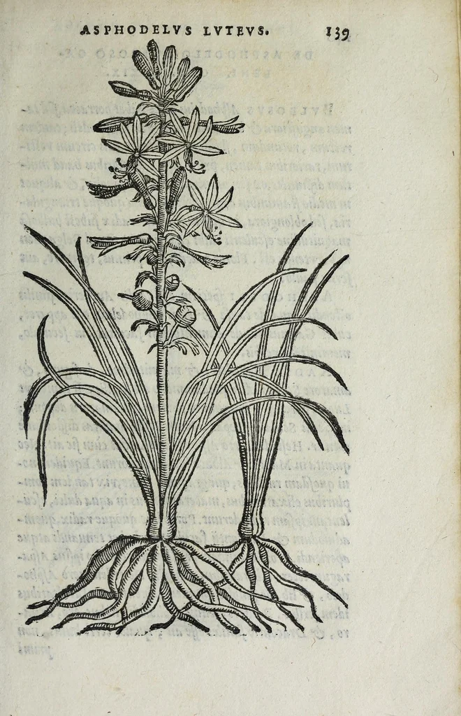 An illustration from Florvm, et coronariarvm odoratarvmqve nonnvllarvm herbarvm historia, 1568, leaf 143