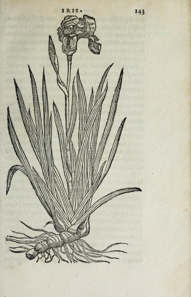 An illustration from Florvm, et coronariarvm odoratarvmqve nonnvllarvm herbarvm historia, 1568, leaf 147