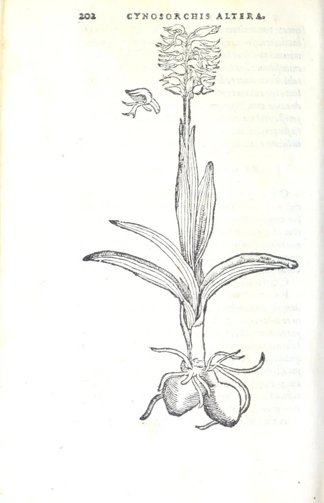 An illustration from Florvm, et coronariarvm odoratarvmqve nonnvllarvm herbarvm historia, 1568, leaf 206
