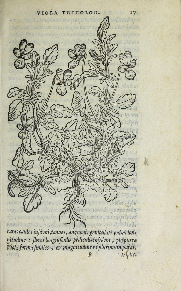 An illustration from Florvm, et coronariarvm odoratarvmqve nonnvllarvm herbarvm historia, 1568, leaf 21