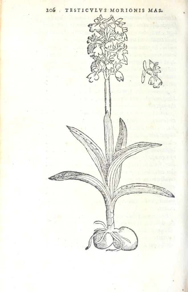 An illustration from Florvm, et coronariarvm odoratarvmqve nonnvllarvm herbarvm historia, 1568, leaf 210