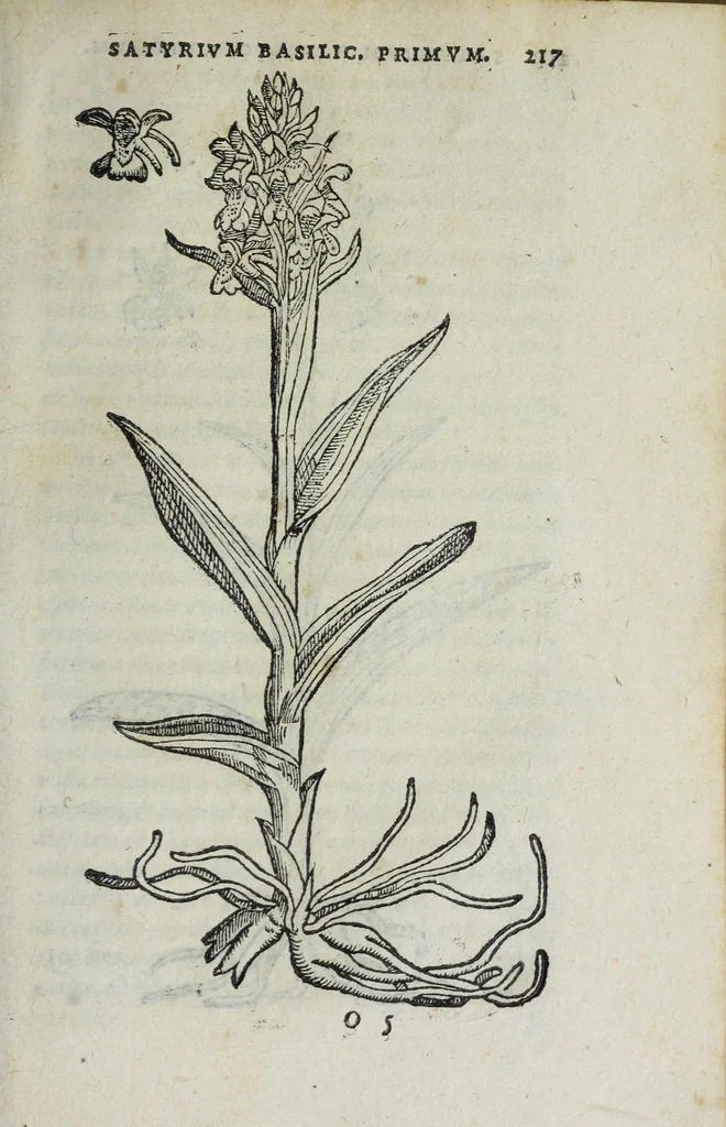 An illustration from Florvm, et coronariarvm odoratarvmqve nonnvllarvm herbarvm historia, 1568, leaf 221