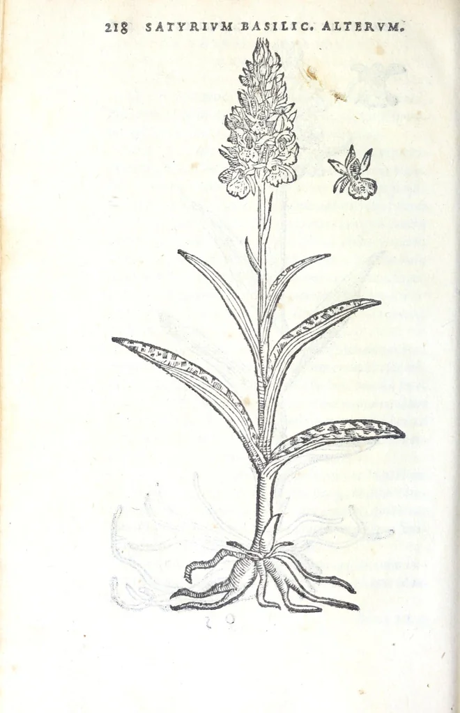 An illustration from Florvm, et coronariarvm odoratarvmqve nonnvllarvm herbarvm historia, 1568, leaf 222