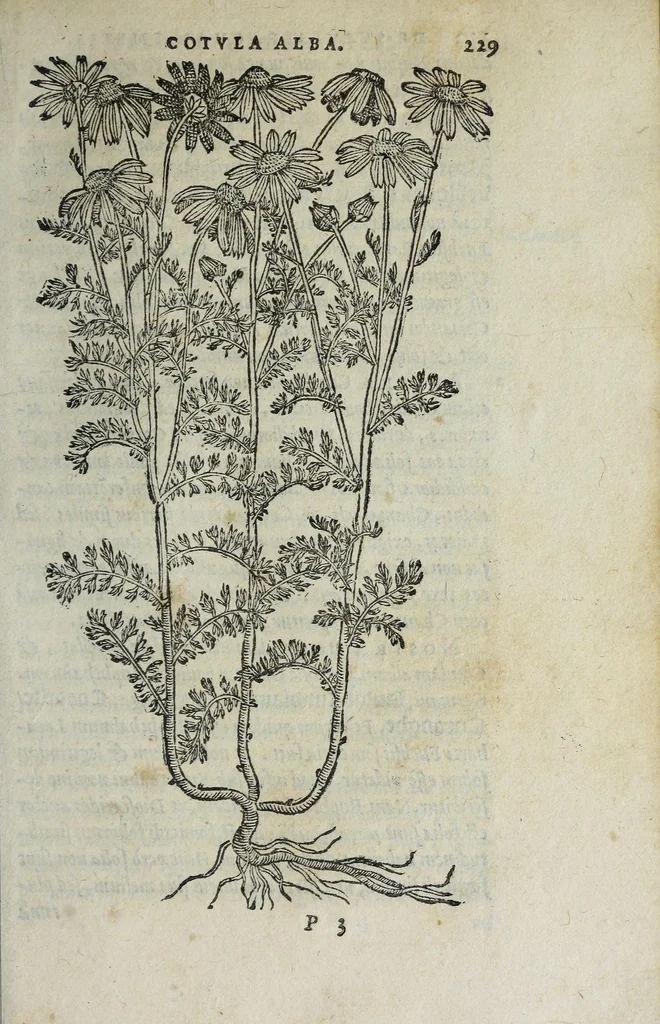 An illustration from Florvm, et coronariarvm odoratarvmqve nonnvllarvm herbarvm historia, 1568, leaf 233