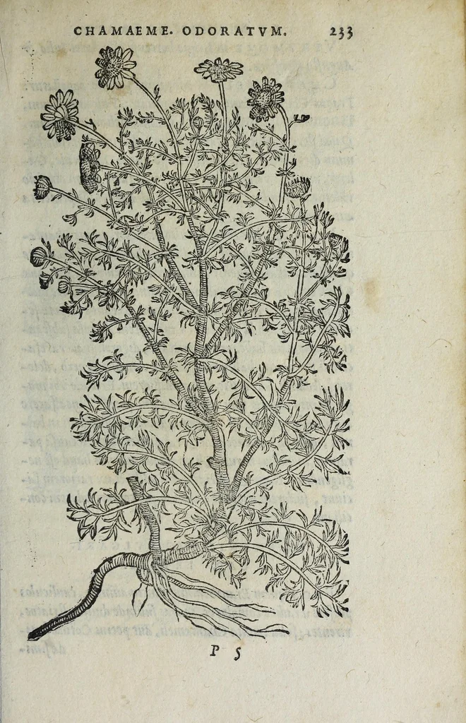 An illustration from Florvm, et coronariarvm odoratarvmqve nonnvllarvm herbarvm historia, 1568, leaf 237