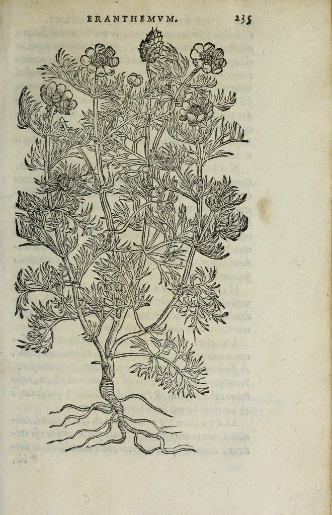 An illustration from Florvm, et coronariarvm odoratarvmqve nonnvllarvm herbarvm historia, 1568, leaf 239